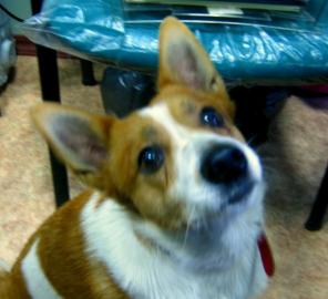 ���������� ����������� ����� ���� ���