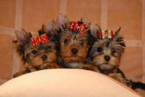 Мини Йорик Маленькое Чудо