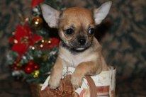 Чихуахуа Мальчики Щенки