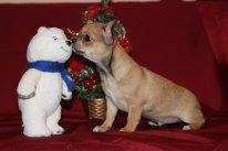 Чихуахуа Мальчики Щенки