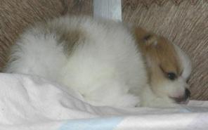 ����� ��������� �����, ������