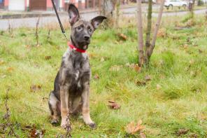 Щенок Джек - прекрасный охранник! В добрые руки, в дар!