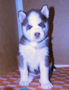 ����� �����