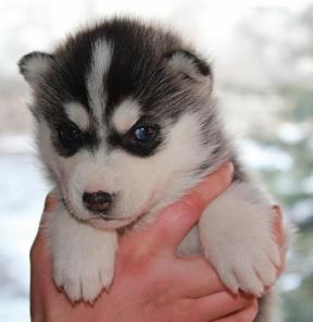 ��������� �����- �����