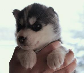 ��������� �����- �����