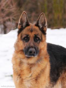 Породный кобель овчарки ищет дом и хозяина