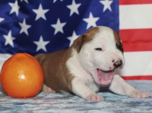 ������� ������������� ���������������� �������