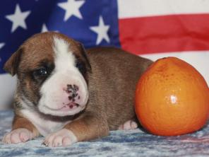 ������� ������������� ���������������� �������