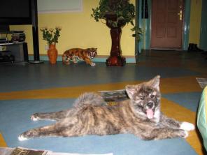 ��������� �������� ����� �����-���