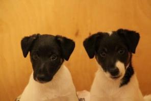 Щенки гладкошерстного фокстерьера