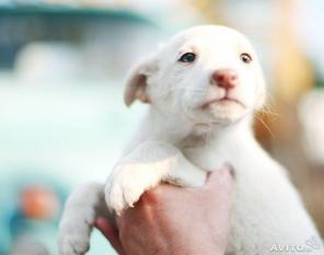 Мини приют раздает даром щенков
