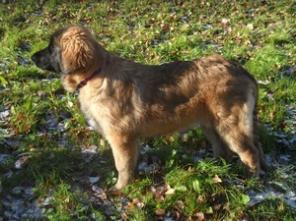 Пропала собака