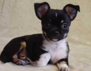 ��������, ����� ����  �������, ����������, ����� � ������, ���.