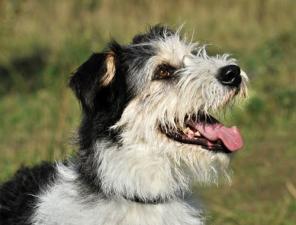 �����-������� ������� � ��� ���