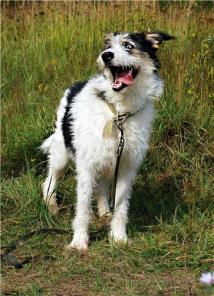 �����-������� ������� � ��� ���