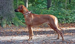 ������� ������