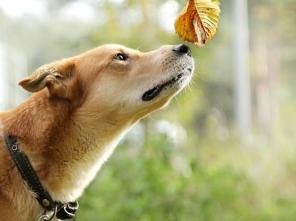 Санни, солнечный мальчик, в добрые руки