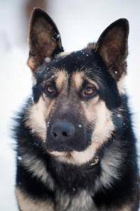 Пристраивается в ответственные руки красивый молодой кобель восточно-европейской овчарки