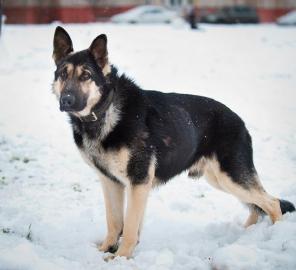 Пристраивается в ответственные руки красивый молодой кобель восточно-европейской овчарки