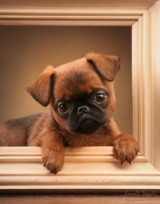 ����� ������������ � ������������� ��������.