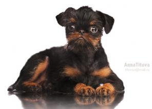 ����� ������������ � ������������� ��������.