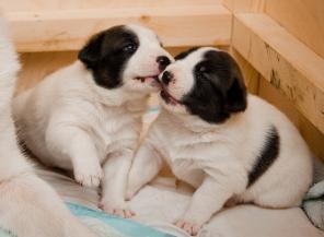 ����� ������������-������, �������� �����