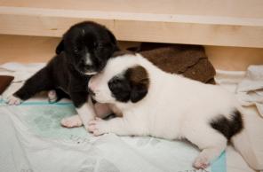 ����� ������������-������, �������� �����