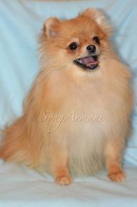 ����������� ����