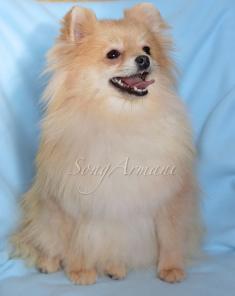 ����������� ����