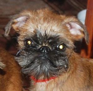 ������������ ������� (���������)