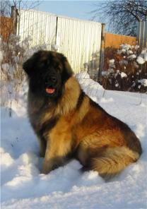 ����� �����������