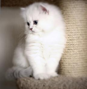 ���������� ������ ������������ ������