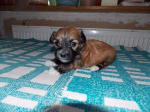 ����� ��������� �������� ������