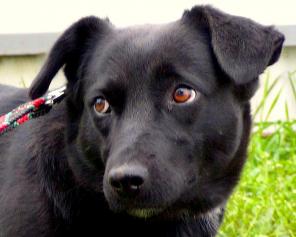 Маленькая черная собачка в добрые руки!!!