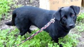 Маленькая черная собачка в добрые руки!!!