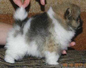 ����� ��������� �����, ������