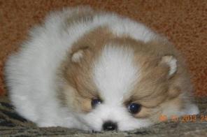 ����� ��������� �����, ������