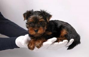 ����� ������������ �������, ������ ����-��������