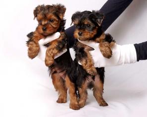 ����� ������������ �������, ������ ����-��������