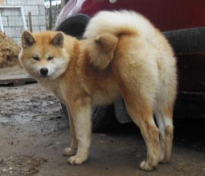 Щенки Акиты Ину