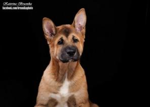 Щенок американской акиты, кобель, 4 месяца