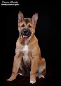 Щенок американской акиты, кобель, 4 месяца