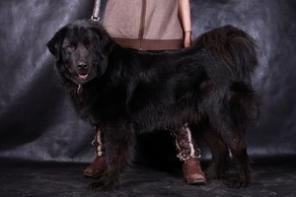 продажа щенков