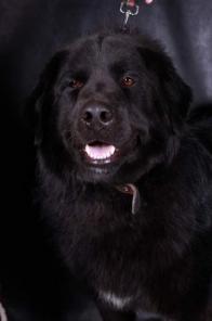 продажа щенков