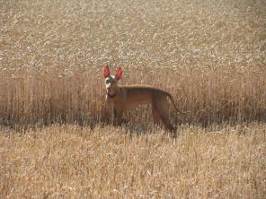 ������� ���� ���� - ����������� ������