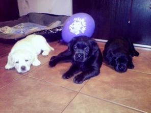 ������������ �����������. ����� ���������-���. ���