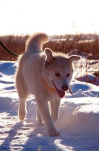 ����� ����� � ����������� ������� � ���