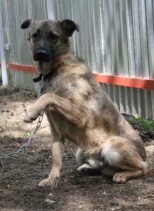 Дик – ваш охранник.