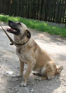 Лика – ваша компаньонка.