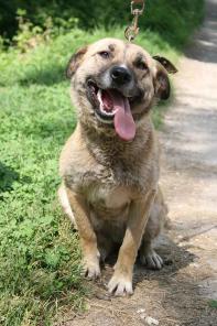 Лика – ваша компаньонка.